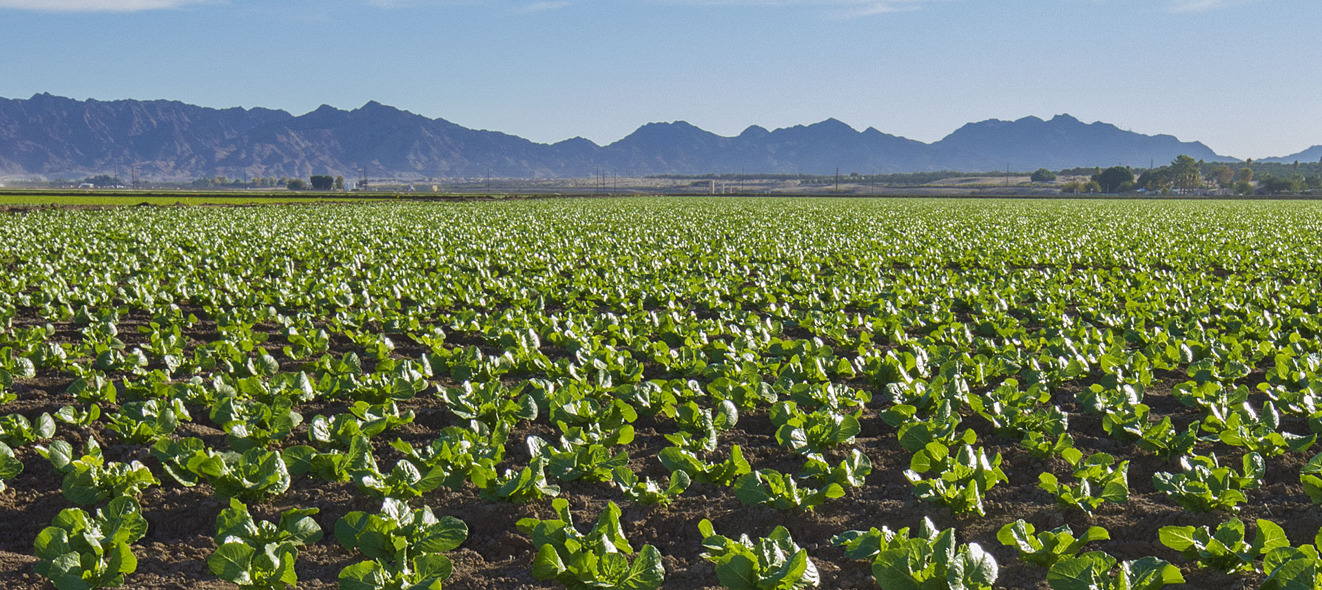 Beautiful Yuma Fields